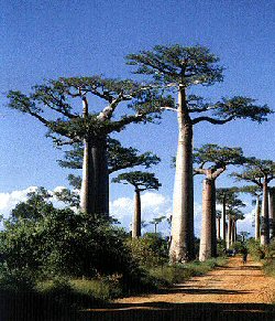 Adansonia (Baobab vagy majomkenyérfa)